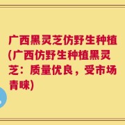 广西黑灵芝仿野生种植(广西仿野生种植黑灵芝：质量优良，受市场青睐)
