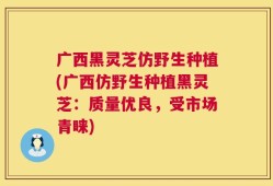 广西黑灵芝仿野生种植(广西仿野生种植黑灵芝：质量优良，受市场青睐)