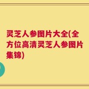 灵芝人参图片大全(全方位高清灵芝人参图片集锦)