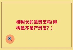 柳树长的是灵芝吗(柳树是不是产灵芝？)