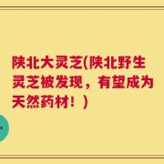 陕北大灵芝(陕北野生灵芝被发现，有望成为天然药材！)