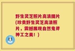 野生灵芝照片高清图片(珍贵野生灵芝高清照片，震撼展现自然鬼斧神工之美！)