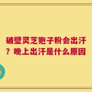 破壁灵芝狍子粉会出汗？晚上出汗是什么原因