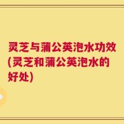 灵芝与蒲公英泡水功效(灵芝和蒲公英泡水的好处)