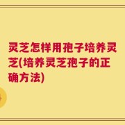 灵芝怎样用孢子培养灵芝(培养灵芝孢子的正确方法)
