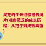灵芝的生长过程报告图片(观察灵芝的成长历程：从孢子到成熟真菌)