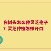 在树头怎么种灵芝孢子？灵芝种植怎样开口