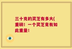 三十克的灵芝有多大(重磅！一个灵芝竟有如此重量！