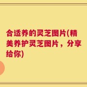 合适养的灵芝图片(精美养护灵芝图片，分享给你)