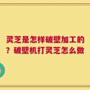 灵芝是怎样破壁加工的？破壁机打灵芝怎么做