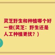 灵芝野生和种植哪个好一些(灵芝：野生还是人工种植更优？)