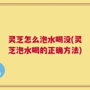 灵芝怎么泡水喝没(灵芝泡水喝的正确方法)