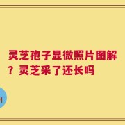 灵芝孢子显微照片图解？灵芝采了还长吗