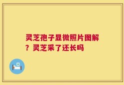 灵芝孢子显微照片图解？灵芝采了还长吗