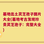 墓地出土灵芝孢子图片大全(墓地考古发现珍贵灵芝孢子：完整大全)