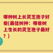 哪种树上长灵芝孢子好些(最佳树种：哪些树上生长的灵芝孢子最好？)