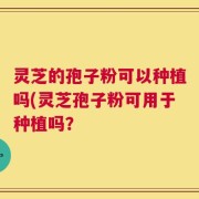 灵芝的孢子粉可以种植吗(灵芝孢子粉可用于种植吗？