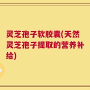 灵芝孢子软胶囊(天然灵芝孢子提取的营养补给)
