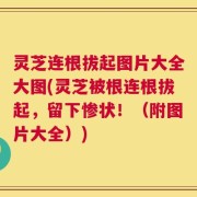 灵芝连根拔起图片大全大图(灵芝被根连根拔起，留下惨状！（附图片大全）)