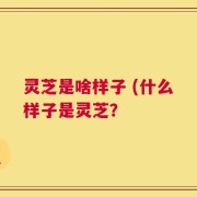 灵芝是啥样子 (什么样子是灵芝？