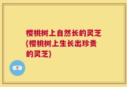 樱桃树上自然长的灵芝(樱桃树上生长出珍贵的灵芝)