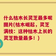 什么枯木长灵芝最多呢图片(枯木崛起，灵芝满枝：这种枯木上长的灵芝数量最多！)