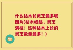 什么枯木长灵芝最多呢图片(枯木崛起，灵芝满枝：这种枯木上长的灵芝数量最多！)