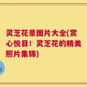 灵芝花景图片大全(赏心悦目！灵芝花的精美照片集锦)