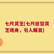 七尺灵芝(七尺巨型灵芝现身，引人瞩目)