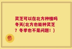 灵芝可以在北方种植吗冬天(北方也能种灵芝？冬季也不是问题！)