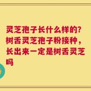 灵芝孢子长什么样的？树舌灵芝孢子粉接种，长出来一定是树舌灵芝吗