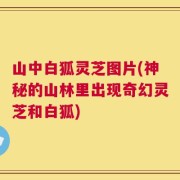 山中白狐灵芝图片(神秘的山林里出现奇幻灵芝和白狐)
