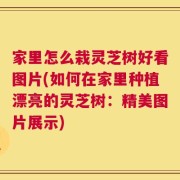 家里怎么栽灵芝树好看图片(如何在家里种植漂亮的灵芝树：精美图片展示)