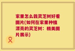 家里怎么栽灵芝树好看图片(如何在家里种植漂亮的灵芝树：精美图片展示)