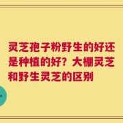 灵芝孢子粉野生的好还是种植的好？大棚灵芝和野生灵芝的区别