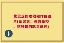 紫灵芝的功效和作用图片(紫灵芝：强效免疫、抗肿瘤的珍贵草药)