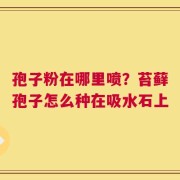 孢子粉在哪里喷？苔藓孢子怎么种在吸水石上