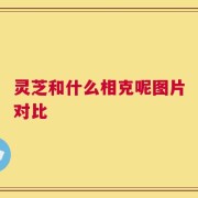 灵芝和什么相克呢图片对比