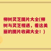 柳树灵芝图片大全(柳树与灵芝相遇，看这美丽的图片收藏大全！)