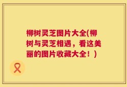 柳树灵芝图片大全(柳树与灵芝相遇，看这美丽的图片收藏大全！)