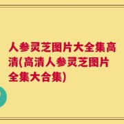 人参灵芝图片大全集高清(高清人参灵芝图片全集大合集)