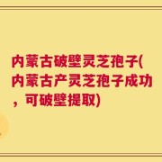 内蒙古破壁灵芝孢子(内蒙古产灵芝孢子成功，可破壁提取)