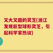 又大又圆的灵芝(浙江发现巨型球形灵芝，引起科学家热议)