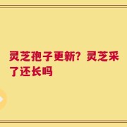 灵芝孢子更新？灵芝采了还长吗