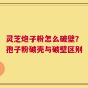 灵芝炮子粉怎么破壁？孢子粉破壳与破壁区别