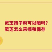 灵芝孢子粉可以晒吗？灵芝怎么采摘和保存