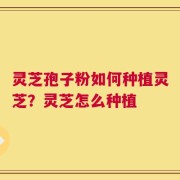 灵芝孢子粉如何种植灵芝？灵芝怎么种植