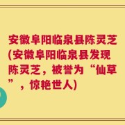 安徽阜阳临泉县陈灵芝(安徽阜阳临泉县发现陈灵芝，被誉为“仙草”，惊艳世人)