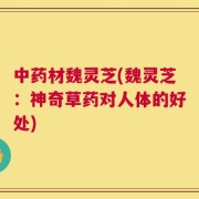 中药材魏灵芝(魏灵芝：神奇草药对人体的好处)