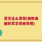 灵芝这么漂亮(精致美丽的灵芝惊艳亮相)
